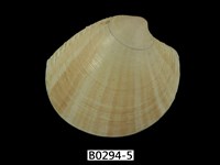 藏品(月光鏡蛤)的圖片